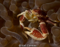 Porcelain Crab filtering away. by Kiel Carreau 